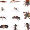 Expert Bed Bug Exterminator KAHAWA WEST estate thumb 6