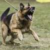 Nairobi's Best Dog Training - Lifetime Guaranteed Results thumb 7