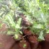 Macadamia seedling plant thumb 1