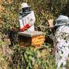 Bee Control Services | Ethical Honey Bee Removal Nairobi thumb 11