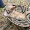 Brown Tabby Kitten Small Indoor Friendly Pet thumb 1