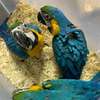 Young Blue and Gold Macaw parrots . thumb 0