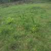Beautiful one eighth plots in Ngong thumb 3