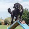 Dog Behaviour Training In Nairobi- Dog Obedience Training thumb 13