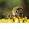 Expert Bee Removal Service /Safe Bee removal by the experts.Call Now ! thumb 13