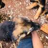 German shepherd pure bred puppies thumb 4