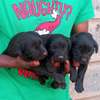 1-3 months old Black Labrador retriever puppies thumb 4