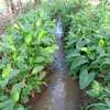 ½ acre for sale at Kenol Kabati thumb 6