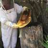 Bee Removal & Honey Bee Removal Nairobi thumb 10