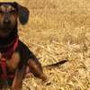 Dog Obedience Training- Best dog training in Nairobi thumb 14