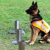 Best Dog Grooming In Nairobi - Pet Services thumb 12