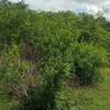 30 Acres of Virgin Land In Makindu Are For Sale thumb 4