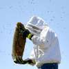 Honey Bee Services | Bee Removal Services/Bee Control/Honey Bee  Removal & Control Services. thumb 9