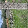 1 ACRE OF LAND IN SOFIA ESTATE HOMA BAY thumb 0