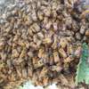 Bee Rescuers | Honey Bee Colony Removal Services thumb 9