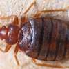 Bed Bug Exterminators.Lowest price guarantee.Call the experts today. thumb 4