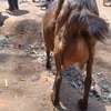 Torgen burger  Dairy Goats pedigree for sale thumb 2