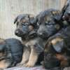 New gsd puppies thumb 1