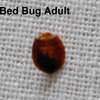 Bed Bug Removal Services | Embulbul,Lenana,Ayany Estate thumb 0