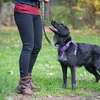 Puppy & Dog Training Services - Best dog training in Kenya. Certified and Professional Dog Trainers help you train your puppy, young dog, and adult dog. thumb 7
