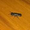 Cockroaches,Bed bug,Flies,Rats & Termites Fumigation. thumb 8