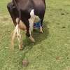 Mamayao Frisian dairy cow thumb 0