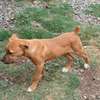 Female Boerboel up for sale thumb 3