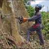 Tree Felling|Tree Pruning .Connect with the experts to get the job done. thumb 5