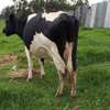 Frisian dairy cow thumb 7