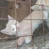 Turkish Angora kitten thumb 0