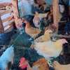 Farm-Raised Chickens for Fresh Eggs & Quality Meat thumb 0