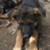2 1/2 months purebred, long coat German Shepherd Puppies thumb 3