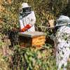Bestcare Bee Services - A qualified beekeeping company dedicated to raise standards in beekeeping. thumb 1