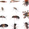 CHEAP Bed Bug Fumigation Services In Riruta/Uthiru/Waithaka thumb 6