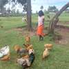 Free-Range Mixed Breed Chickens with Feeding Kit thumb 2