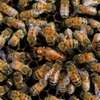 Honey Bee Services | Bee Removal Services/Bee Control/Honey Bee  Removal & Control Services. thumb 14
