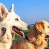 Dog training and behaviour specialists Karen Runda Nyari thumb 7