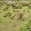 2 Acres Available for Quick Sale at Gilgil thumb 2