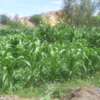 Quarter Acre Land for sale at Syokimau thumb 6