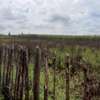 1/8 ACRE PLOT SALE IN BEFORE TERRA MARURA ELDORET thumb 5