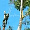 Hire Gardeners in Nairobi | Professional, Vetted & Reliable thumb 1