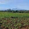 BEAUTIFUL 3 ACRES LAND FOR SALE IN TIMAU thumb 0