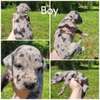 0-1 Month Male and Female  Purebred Great Dane thumb 1