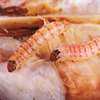 CHEAP Bed Bug Fumigation Services in Kiambu,Thika,Limuru thumb 2