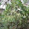 1618 m² land for sale in Kilimani thumb 5