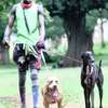 Bestcare Dog Groomimg And Training Services In Nairobi thumb 2