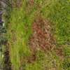 1 acre plot for sale in Lari Kimende Kenya. thumb 1