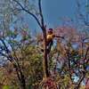 Professional Tree Removal - Contact Us For a Free Estimate thumb 14