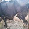 Powerful Frisian breed thumb 5