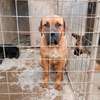 Female Boerboel available for a new home thumb 0